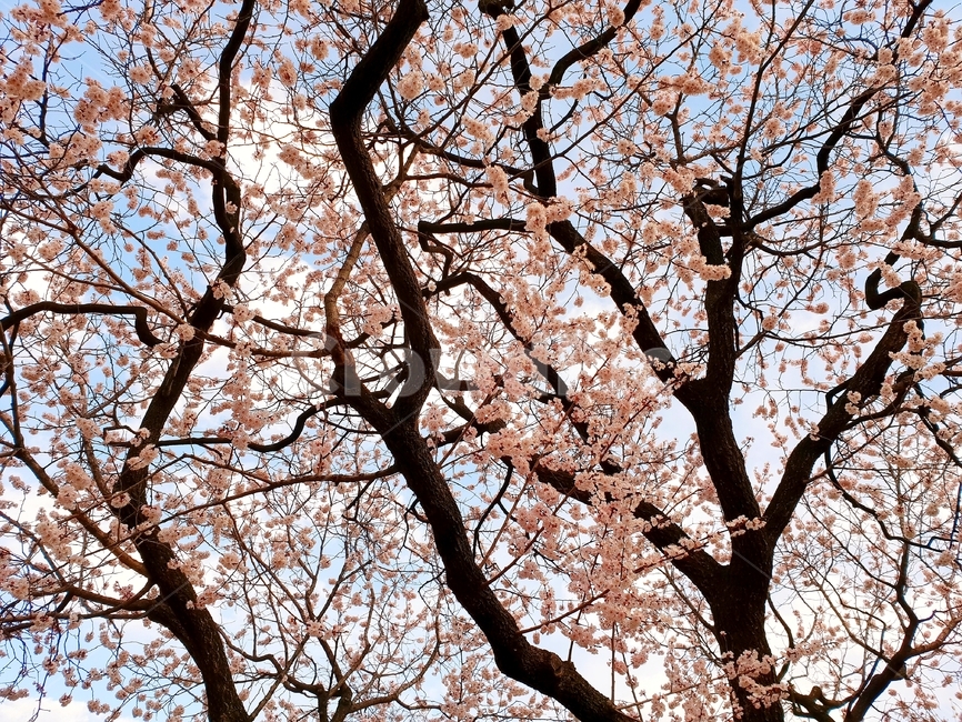 매화,봄,계절,꽃,꽃나무,나무,하늘,자연,봄,계절,spring,season,식물,자연,plants,nature,나무,trees,wood,plant,tree,tree trunk,나무 줄기