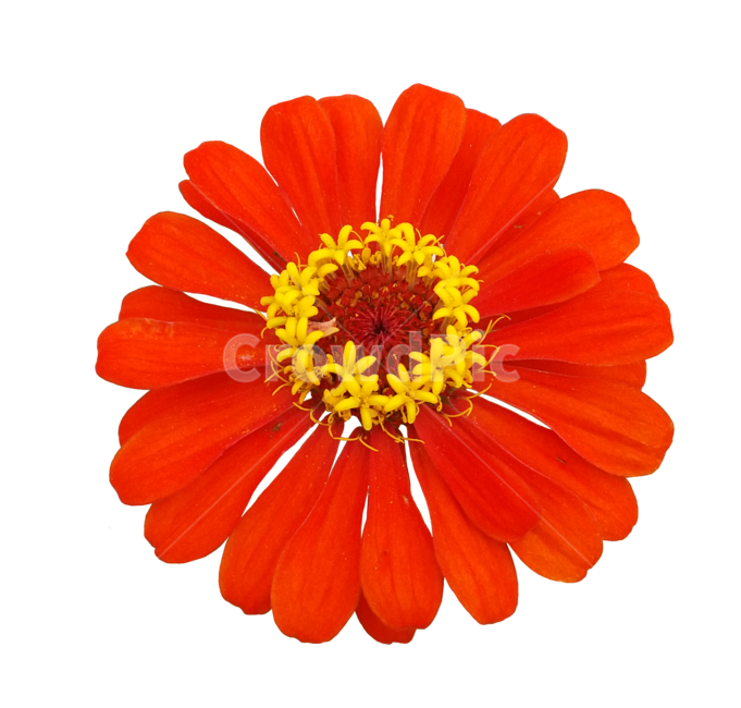 꽃,백일홍,flower,꽃누끼,누끼,식물,plant,red,빨강색,자연,redflower,예쁜,아름다운,beautiful,꽃사진