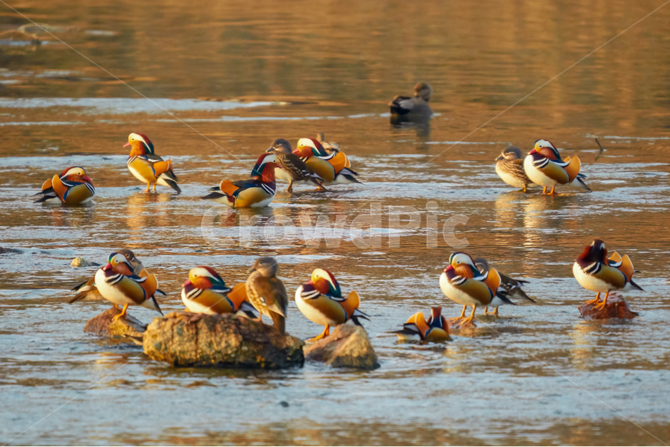 원앙새,가족,일생,먹이,물,중량천,겨울,오리,철새,동물,animal,조류,새,birds