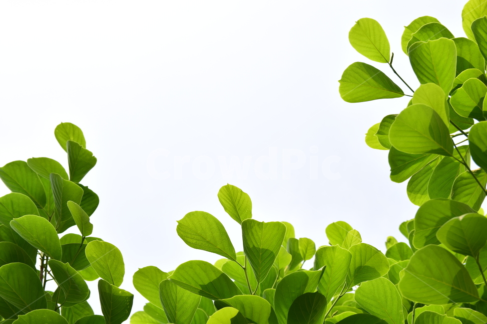 나뭇잎,잎,잎사귀,잎새,초록,그린,신록,leaves,싱그러운,청정,자연,식물,힐링,green,nature,plants,나무,초록물결,시즌,계절,바탕,배경,백그라운드,패턴