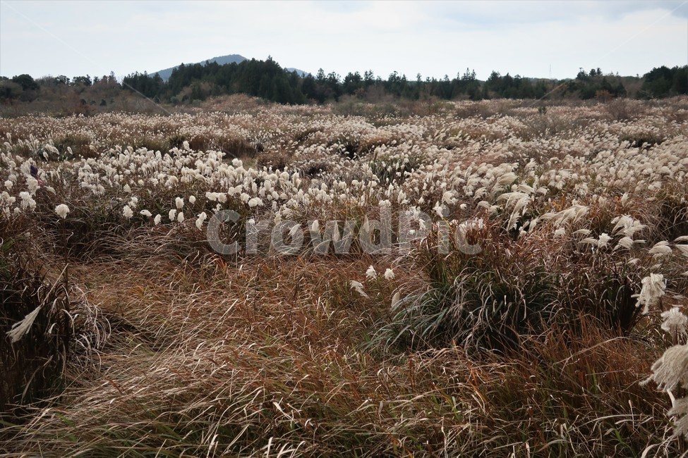 제주,억새,억새풀,군락지,자연,억새밭,풍경,바람,경치,경관,자연,풍경,nature,landscape,식물,plants