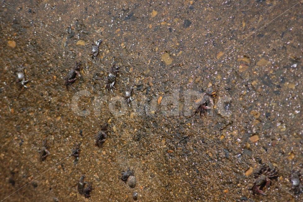 게,동물,갑각류,바위,방파제,바다,crab,해변,바다,beach,sea,동물,animal,어류,물고기,fish