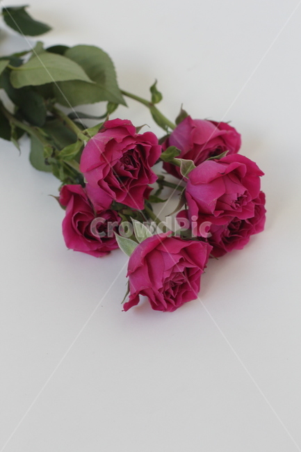 roses,flower,bloosom,petal,floral,장미,꽃,꽃,flower