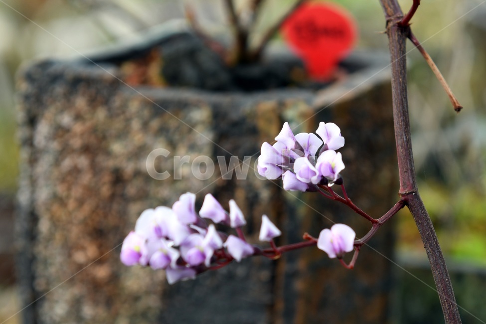 식물,꽃,감성사진,자연,flower,꽃사진,봄,봄꽃,계절,감성,4월,spring,힐링,자연풍경,풍경,봄,계절,spring,season,식물,자연,plants,nature,꽃,flower,plant