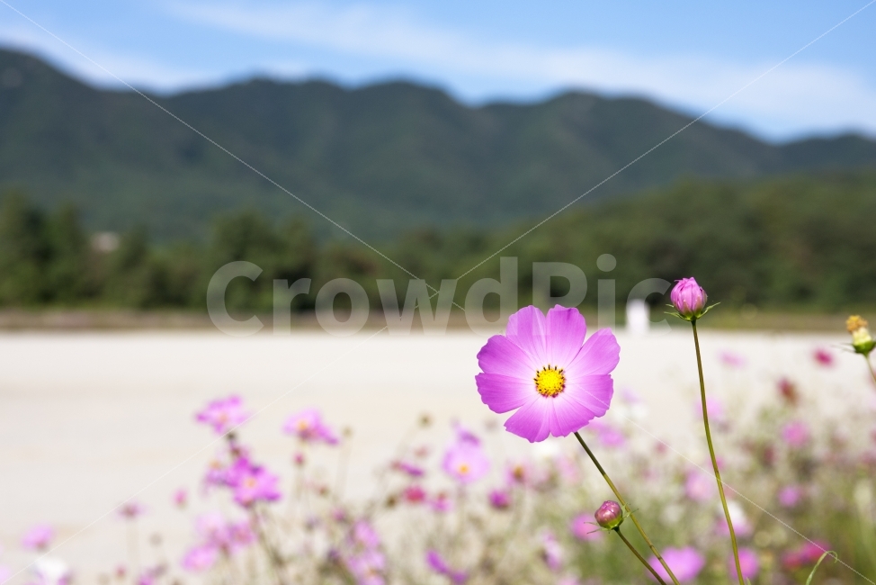 코스모스,가을,풍경,꽃,보라색,감성,엽서,가을,계절,fall,autumn,season,식물,자연,plants,nature,꽃,flower,blossom,geranium,제라늄,plant,petal,꽃잎