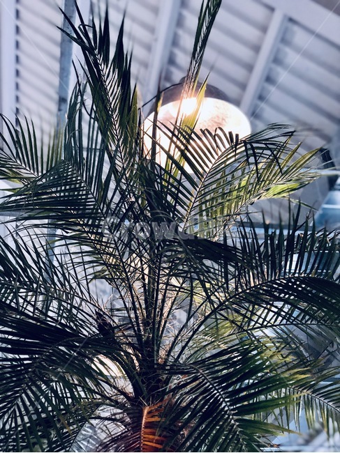 전등,빛,불빛,나무,식물,식물,자연,plants,nature