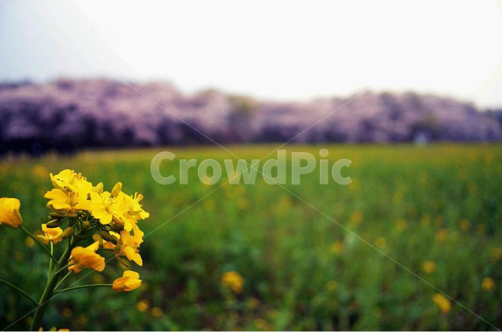 봄,유채,꽃,식물,자연,벚꽃,유채꽃,봄,계절,spring,season,식물,자연,plants,nature,꽃,flower,grassland,목초지,field,들,outdoors,옥외