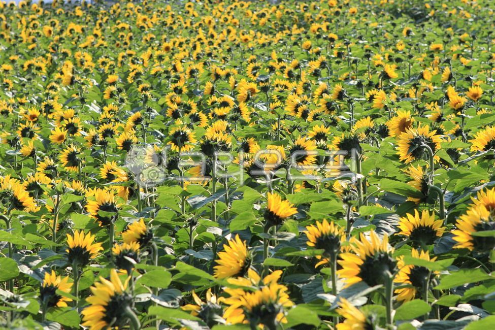 sunflowerflower,sunflowerfield,sunflower flower,autumn,sunflower field,sunflower