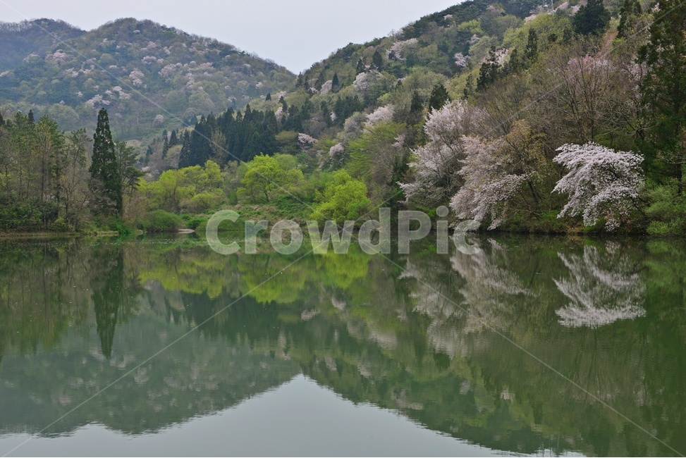 tree,나무,plant,식물,nature,자연,outdoors,옥외,전나무,water,물,화순,세량지,세량제,저수지,세량지봄,벚꽃,산벚꽃,봄,계절,반영,자연,풍경,nature,landscape