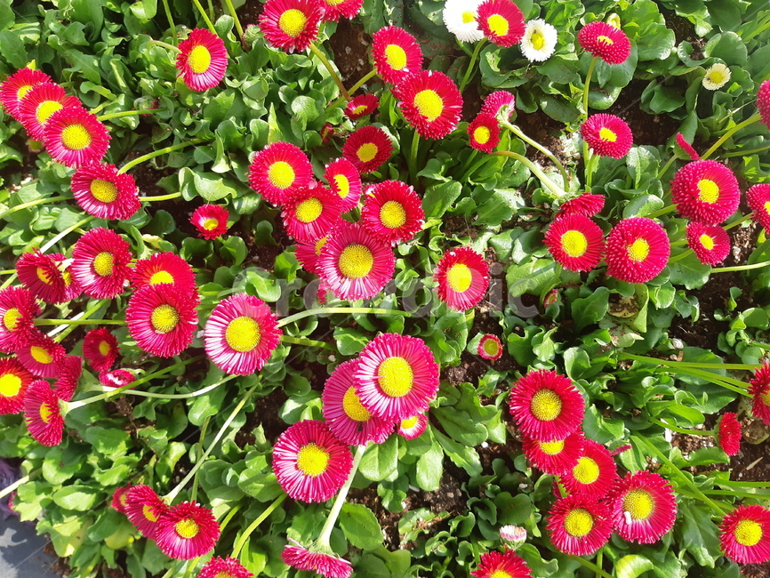 꽃,식물,자연,봄꽃,빛,flower,plants,길가,빨간꽃,nature,식물,자연,plants,nature,꽃,flower