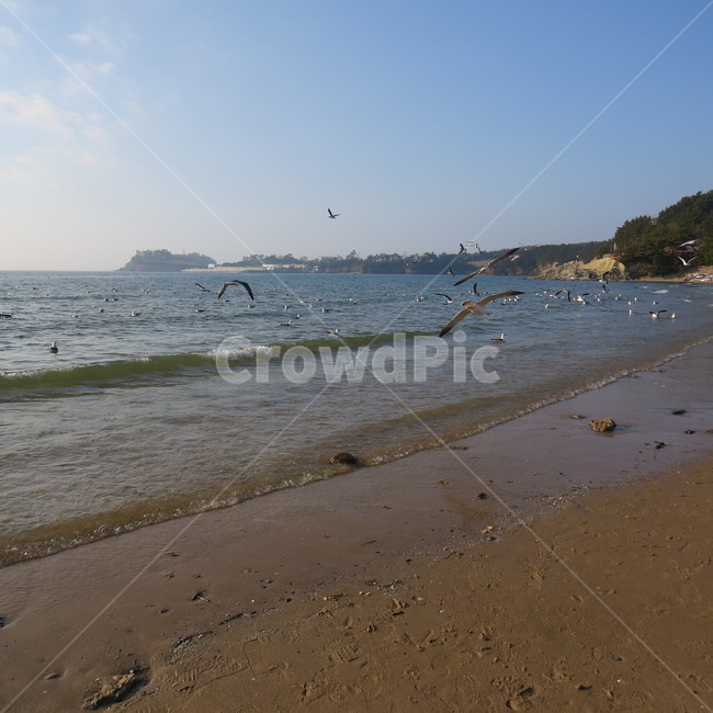 바다,격포,해수욕장,바닷가,해안,갈매기,풍경,기분좋은,파란,해변,해변가,동물,animal,조류,새,birds