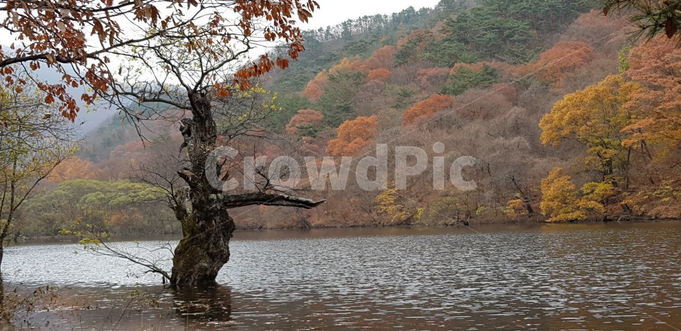 tree,나무,단풍,가을,호수,물,자연,가을,계절,fall,autumn,season,자연,풍경,nature,landscape,plant,식물,tree trunk,나무 줄기