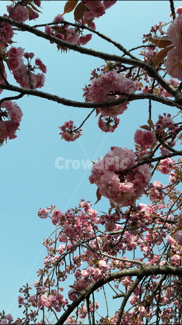 하늘,꽃,봄,아름다움,가지,봄,계절,spring,season,식물,자연,plants,nature,꽃,flower,plant,blossom,cherry blossom,벚꽃