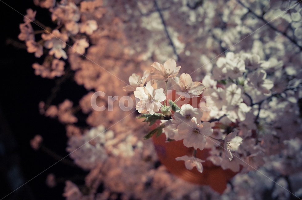 벚꽃,밤,봄밤,꽃,하양이