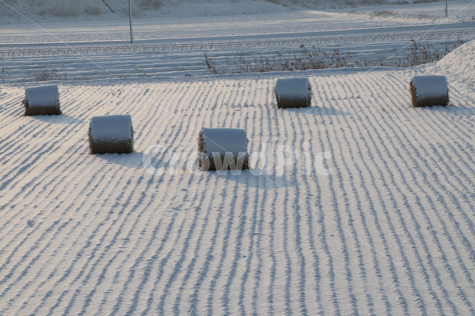 논,겨울,눈,마시멜로우,식량,농업,사료,자연,겨울,계절,winter,season,시골,마을,풍경,landscape,country,rural,town