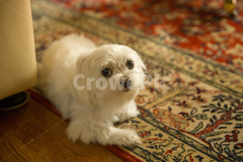 adorable,animal,beautiful,breed,canine,cute,dog,fluffy,fur,happy,little,maltese,maltesedog,mammal,nature,pet,portrait,puppy,small,smalldog,white,young,말티즈,강아지,하얀강아지,하얀색,털,작은강아지,동물,animal,포유류,mammal,개,강아지,dog,doggy