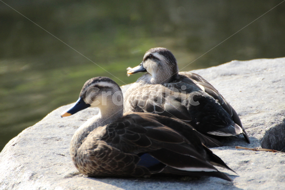 물새,bird,animal,동물,waterfowl,새