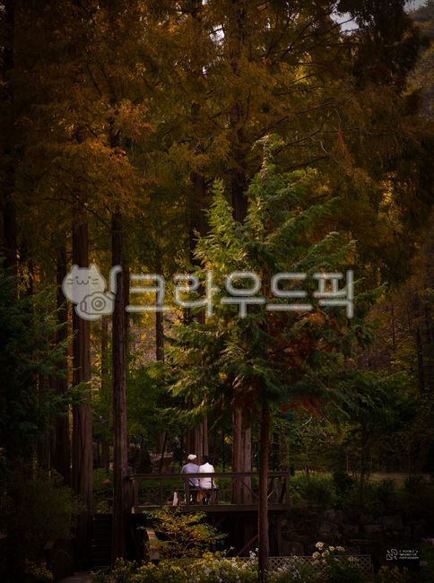 논산,은빛자연휴양림,데크,휴식,삼나무