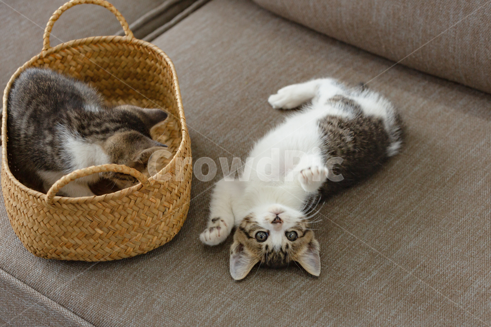 고양이,cat,아기고양이,새끼고양이,kitty,반려동물,동물,animal,포유류,mammal,고양이,cat,kitten,kitty