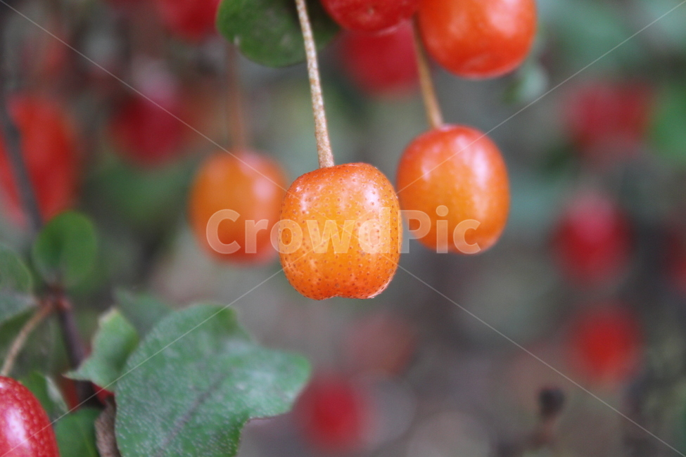 보리수,열매,식물,빨강,감성,cherryelaeagnus,fruit,식물,자연,plants,nature,과일,열매,fruit