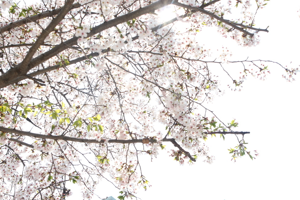벚꽃,꽃,flower,봄꽃,cherryblossom,벚나무