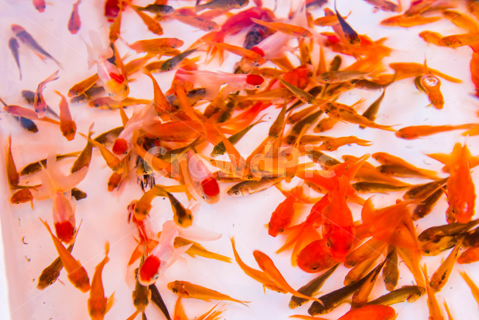 금붕어,물고기,동물,축제,풍경,fish,animal,goldfish,동물,animal,어류,물고기,fish