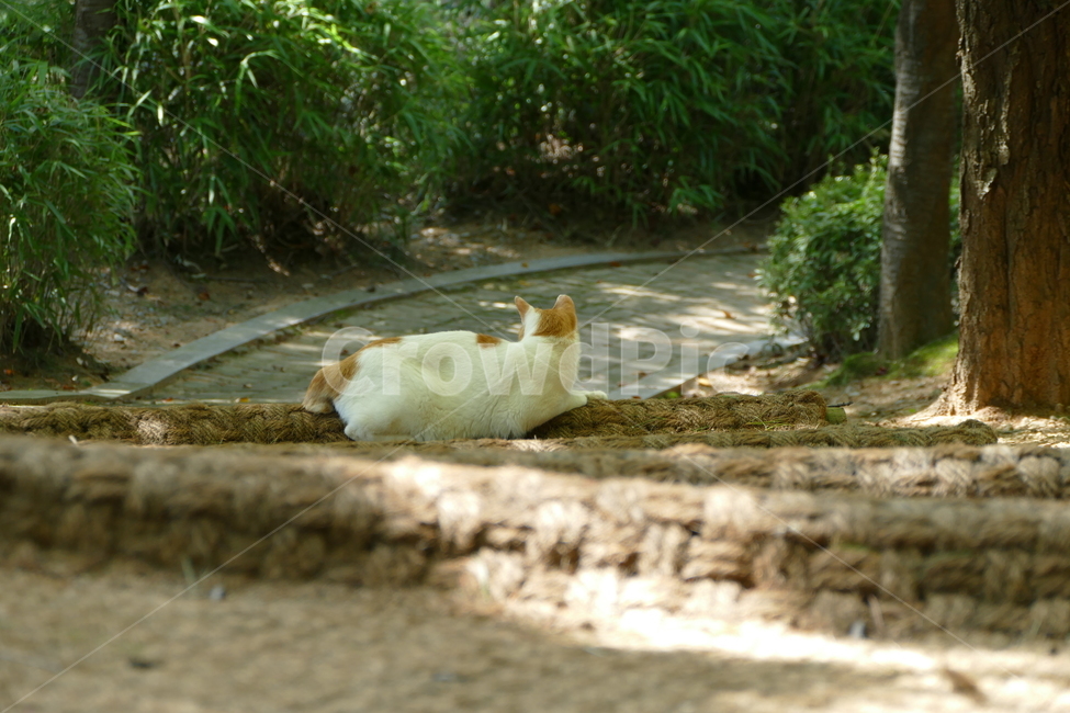 길고양이,휴식,자연,cat,그늘