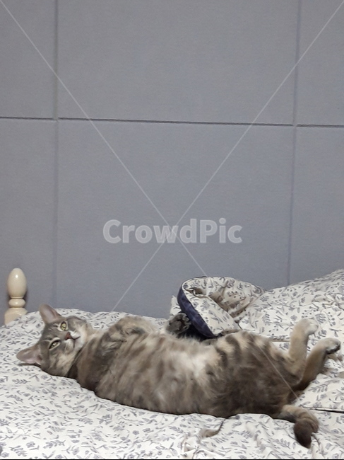 고양이,집고양이,반려묘,반려동물,귀여움,cat,cute,pet