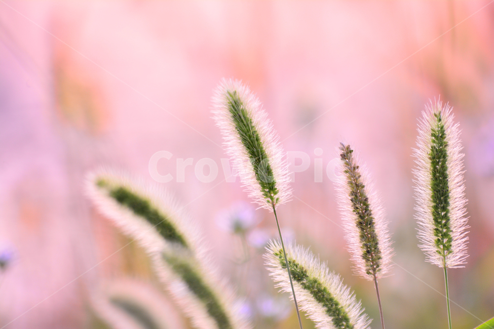 atmosphere,September,yellow,backlight,sunset light,our flower,At sunset,peeling,fall,native,plants,fall flowers,season,Emotion,sensible,flowers,foxtail,feeling,outdoor,wildflowers,emotion,background,sunset,wild flowers,october,autumn,wild grass