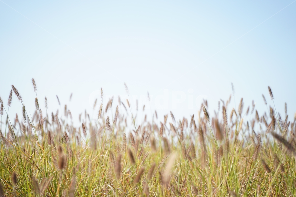 가을,강아지풀,갈대,풀,갈색,가을느낌,가을,계절,fall,autumn,season,식물,자연,plants,nature,plant,grass,잔디