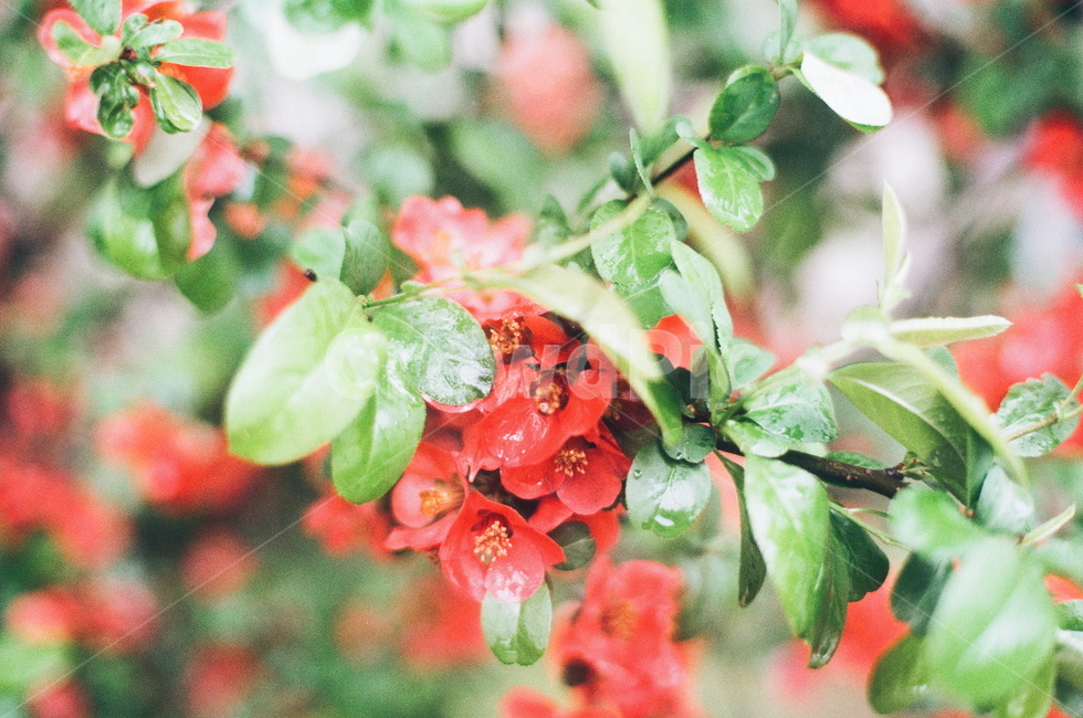 꽃,빨간꽃,여름,자연,식물,비오는날,물기,아날로그,필름사진,flower,식물,자연,plants,nature,꽃,flower,감성,sensible,feeling