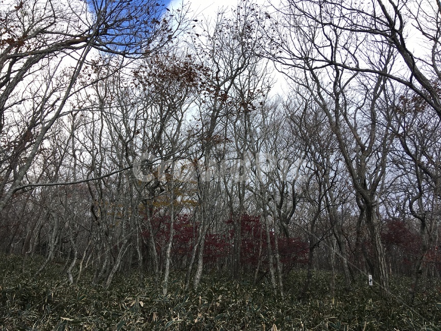 제주,한라산,산림,나무,가을