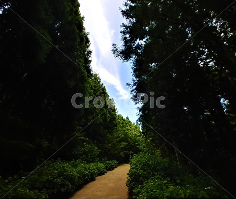 숲,숲길,자연,제주도,풍경,사려니,자연,풍경,nature,landscape,outdoors,옥외