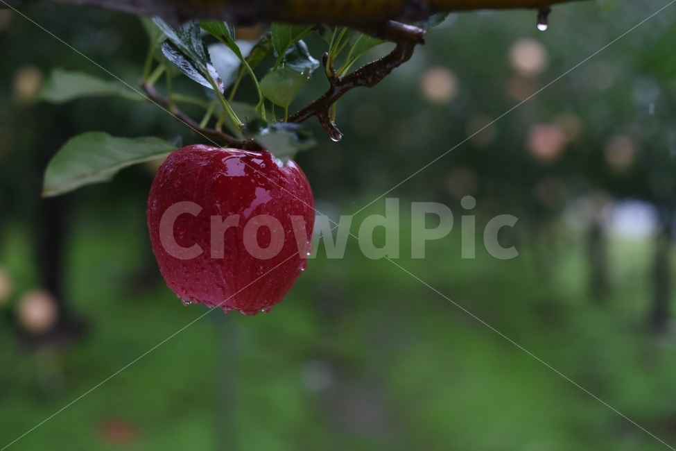 대한민국,문경,과일,사과,빨강색,빨강,빗물,홍로,부사,비,비오는날,rain,rainy,음식,식재료,요리,food,cook,meal,dishes,food reserves,과일,열매,fruit