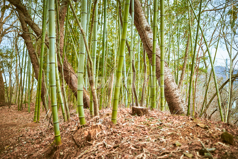 대나무,대나무숲,푸름,푸르름,겨울,산,나무,trees,wood