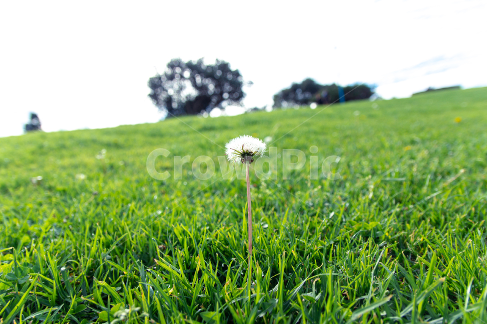 자연,민들레,초록,잔디,건강,민들레씨,힐링,치유,맑음,식물,자연,plants,nature,꽃,flower