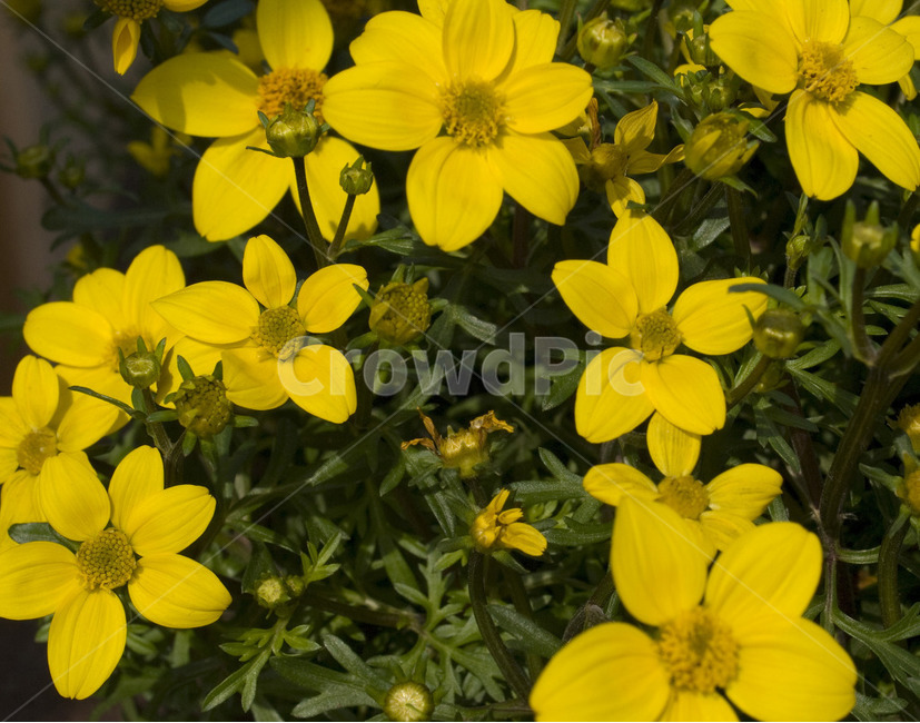 꽃,아웃포커싱,별꽃,flower,자연,식물,자연,plants,nature,꽃,flower