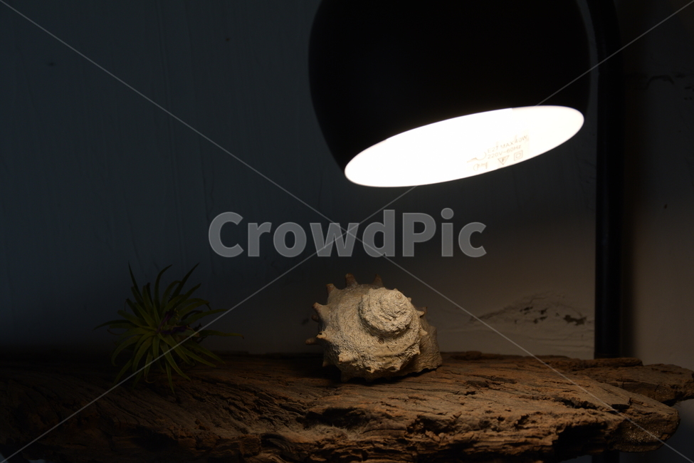 조명,소라,뿔소라,장식품,인테리어,불빛,conch,light,interior,인테리어,실내디자인,interior design