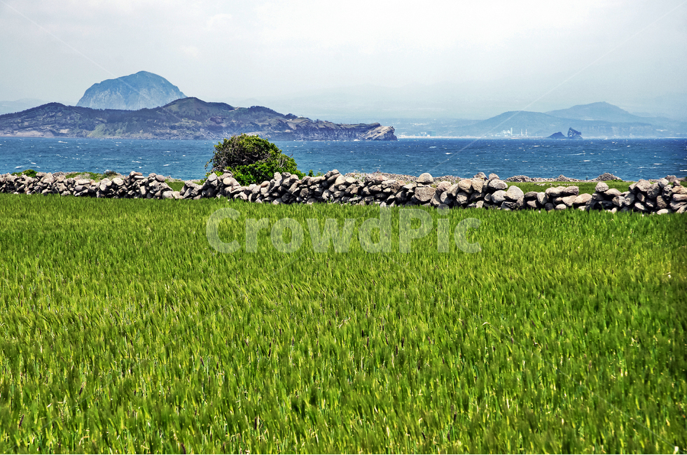 청보리밭,가파도,제주도,산방산,돌담,용머리해안,바다,섬,제주도,jeju,jeju island,grassland,목초지,field,들,outdoors,옥외,nature,자연,rural,농촌,farm,농장,meadow