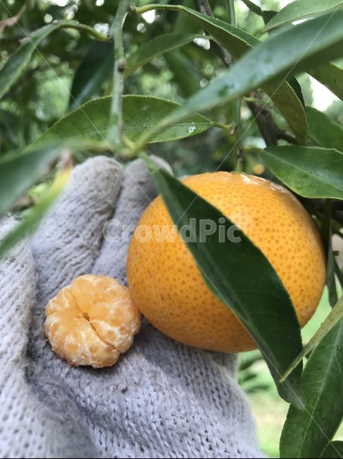 식물,감귤류과일,과일,fruit,그레이프프루트,귤,citrusfruit,만다린,과일,열매,fruit