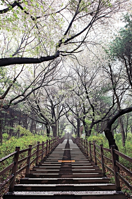벗꽃길,길,공원,풍경,자연,배경,봄,계절,spring,season,자연,풍경,nature,landscape,건축물,건물외관,exterior,building,structure,architecture,construction,outdoors,옥외,garden,정원,arbour,정자