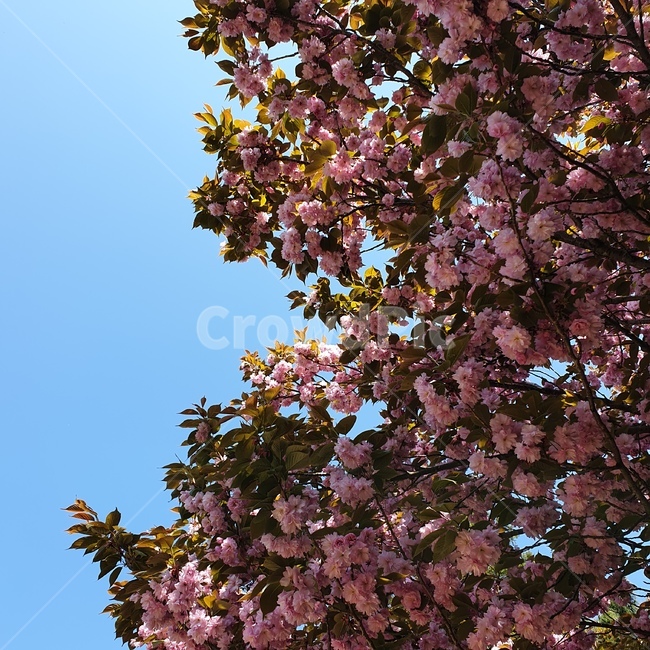 봄,벚꽃,겹벚꽃,왕벚꽃,cherryblossom,season,spring,flower,nature,식물,자연,plants,nature,꽃,flower