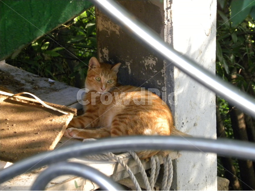 고양이,길고양이,고양이사진,cat,alleycat,동물,animal,포유류,mammal,고양이,cat,kitten,kitty