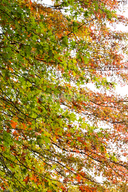tree,나무,plant,식물,leaf,잎,maple,단풍,가을,가을,계절,fall,autumn,season