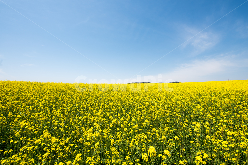	유채,유채꽃,노랑,노란색,하늘,섬,구름,농원,봄,꽃,봄꽃,spring,flower,yellow,cloud,farm,sky,농장,꽃밭,경치,봄,계절,spring,season,자연,풍경,nature,landscape,grassland,목초지,outdoors,옥외,field,들,rural,농촌,meadow