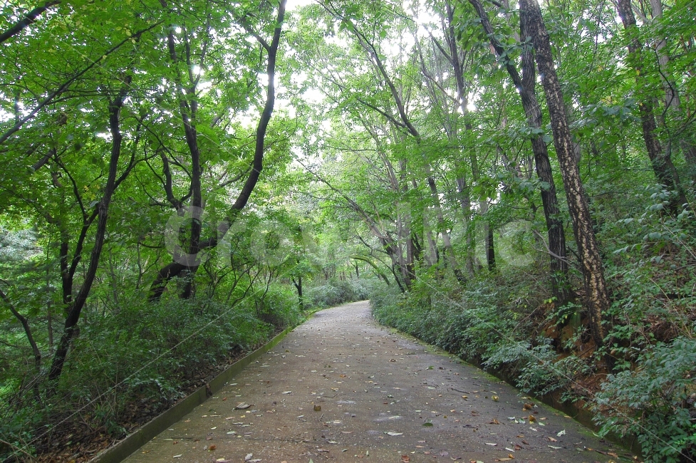 숲,길,숲길,산,자연,나무,푸르름,녹색,오솔길,산림,자연,풍경,nature,landscape,path,통로,road,도로