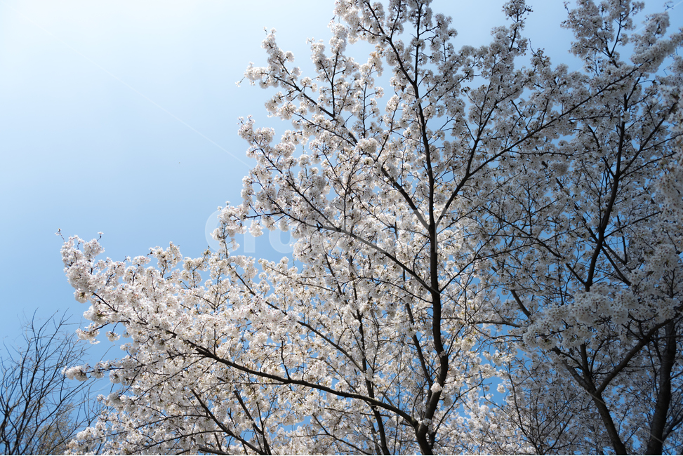 봄,벚꽃,봄꽃,봄풍경,꽃구경,봄,계절,spring,season,식물,자연,plants,nature,꽃,flower,나무,trees,wood,plant,blossom