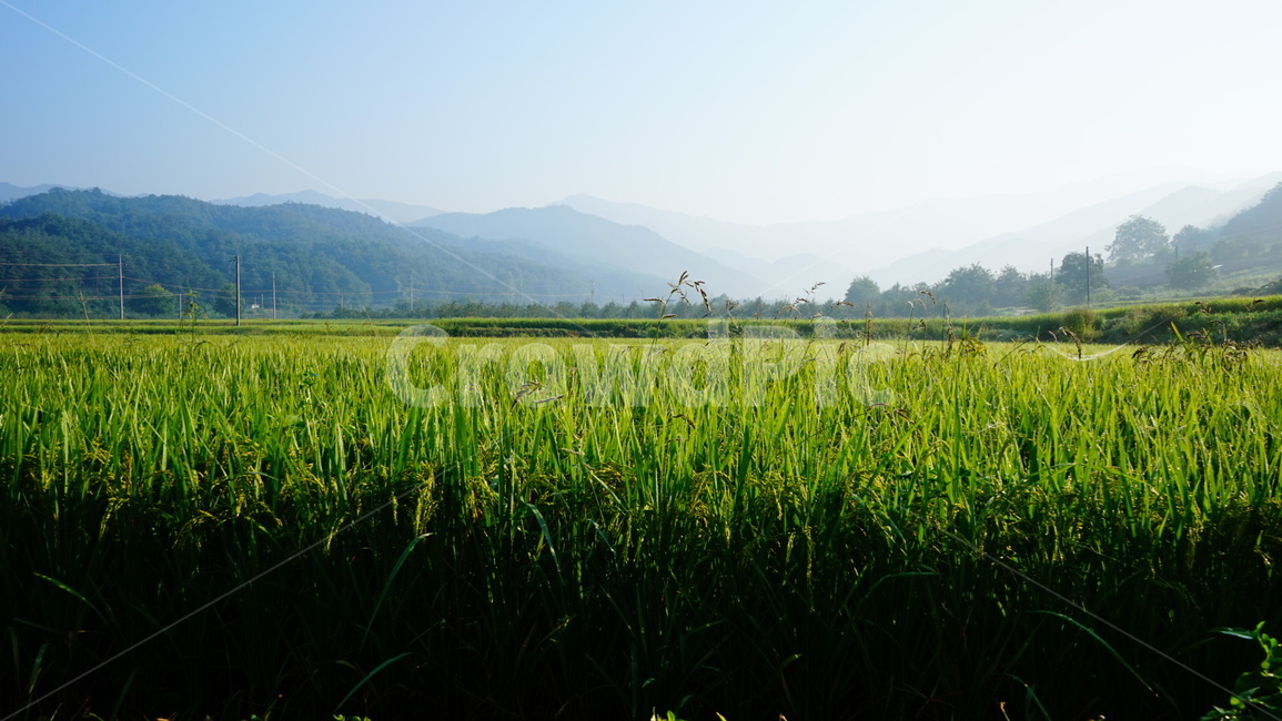 여름,벼,시골,농사,논,자연,풍경,nature,landscape,grassland,목초지,field,들,outdoors,옥외