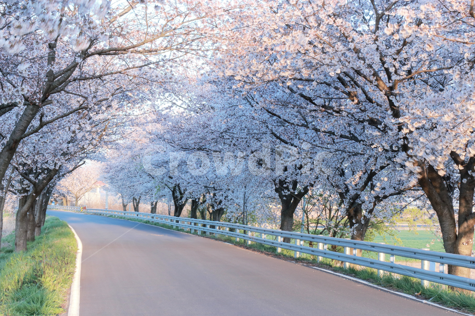 plant,식물,꽃길,꽃,봄,노을,오후,나무,tree,도로,길,road