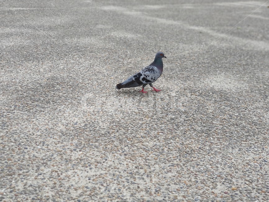 비둘기,새,bird,animal,동물